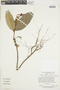Aphelandra aurantiaca var. aurantiaca, PERU, F
