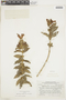 Aphelandra formosa (Humb. & Bonpl.) Nees, PERU, F