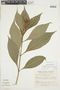 Aphelandra glabrata Willd., COLOMBIA, F