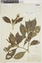 Aphelandra glabrata Willd., PERU, F