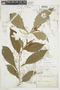 Aphelandra glabrata Willd., ECUADOR, F
