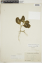 Aphelandra maculata (Tafalla ex Nees) Voss, ECUADOR, F