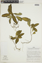 Aphelandra maculata (Tafalla ex Nees) Voss, PERU, F