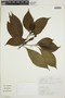 Aphelandra pulcherrima (Kunth) Jacq., COLOMBIA, F