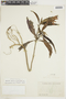 Aphelandra aurantiaca var. stenophylla Standl., ECUADOR, F