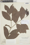 Salacia opacifolia (J. F. Macbr.) A. C. Sm., PERU, F
