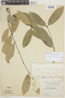 Tontelea mauritioides (A. C. Sm.) A. C. Sm., PERU, F