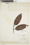 Tontelea ovalifolia (Miers) A. C. Sm., VENEZUELA, F