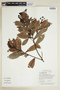 Humiria balsamifera Aubl. var. balsamifera, GUYANA