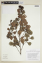 Humiria balsamifera var. guianensis (Benth.) Cuatrec., GUYANA