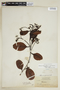 Humiria balsamifera var. guianensis (Benth.) Cuatrec., BRITISH GUIANA [Guyana]