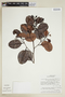 Humiria balsamifera var. guianensis (Benth.) Cuatrec., BRAZIL