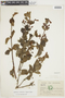 Heppiella ulmifolia (Kunth) Hanst., ECUADOR, F