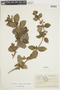 Heppiella ulmifolia (Kunth) Hanst., ECUADOR, F
