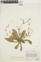 Napeanthus primulifolius (H. Karst.) Benth. & Hook. f., VENEZUELA, F