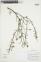 Ribes ovalifolium Jancz., PERU, F