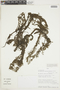 Myriophyllum mattogrossensis Hoehne, PERU, F