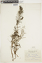 Myriophyllum quitense Kunth, PERU, F