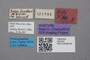 2819241 Stenus hilfi ST labels IN