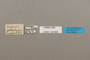 124900 Agrias claudina sardanapalus labels IN