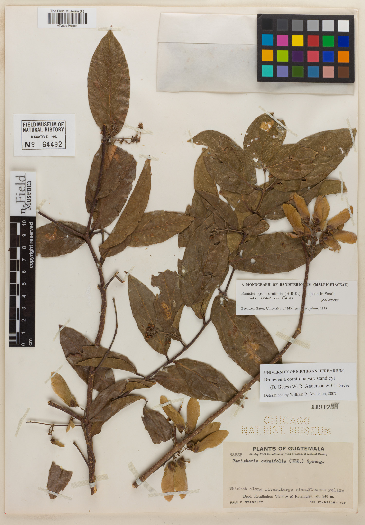 Bronwenia cornifolia var. standleyi image