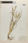 Eleusine indica (L.) Gaertn., U.S.A., E. F. Shipman s.n., F