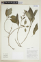 Acanthaceae, Peru, J. Schunke Vigo 16620, F