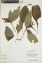 Aphelandra pulcherrima (Kunth) Jacq., GUYANA, F