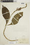 Aphelandra scabra (Vahl) Sm., COLOMBIA, F