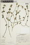 Dicliptera mucronifolia Nees, PERU, F