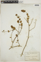 Dicliptera unguiculata Nees, ECUADOR, F