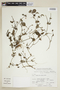 Dyschoriste quitensis (Kunth) Kuntze, PERU, F