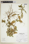 Dyschoriste quitensis (Kunth) Kuntze, PERU, F
