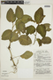 Fittonia albivenis (Lindl. ex Veitch) Brummitt, PERU, F