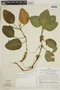 Fittonia albivenis (Lindl. ex Veitch) Brummitt, PERU, F