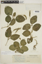 Fittonia albivenis (Lindl. ex Veitch) Brummitt, VENEZUELA, F