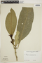 Geissomeria macrophylla Nees, BRAZIL, F