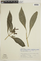Geissomeria longiflora Lindl., BRAZIL, F