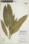 Geissomeria macrophylla Nees, BRAZIL, F