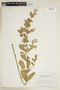 Hygrophila erecta (Burm. f.) Hochr., SURINAME, F