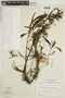 Hygrophila guianensis Nees, SURINAME, F