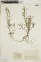Hygrophila tyttha Leonard, COLOMBIA, F