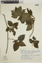 Justicia cydoniifolia (Nees ex Mart.) Lindau, BRAZIL, F