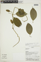 Mendoncia bivalvis (L. f.) Merr., COLOMBIA