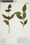 Poikilacanthus bahiensis (Nees) Wassh., BRAZIL, F