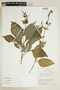 Pseuderanthemum cuspidatum (Nees) Radlk., ECUADOR, F