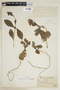 Pseuderanthemum lanceolatum (Ruíz & Pav.) Wassh., PERU, F