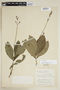Pseuderanthemum leptorhachis Lindau, COLOMBIA, F