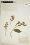 Pseuderanthemum pulchellum Merr., COLOMBIA, F