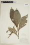 Pseuderanthemum weberbaueri Mildbr., PERU, F